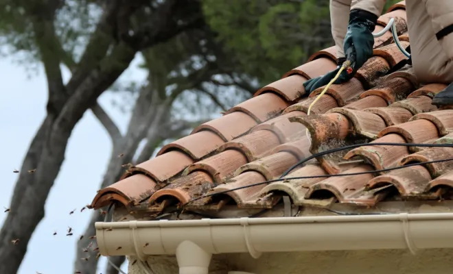 Traitement de nid de frelons asiatiques à Puget Sur Argens , Saint-Raphaël, LG DÉSINSECTISATION & NUISIBLES